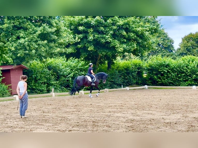 Hannoveraan Hengst 6 Jaar 174 cm Donkere-vos in Daaden