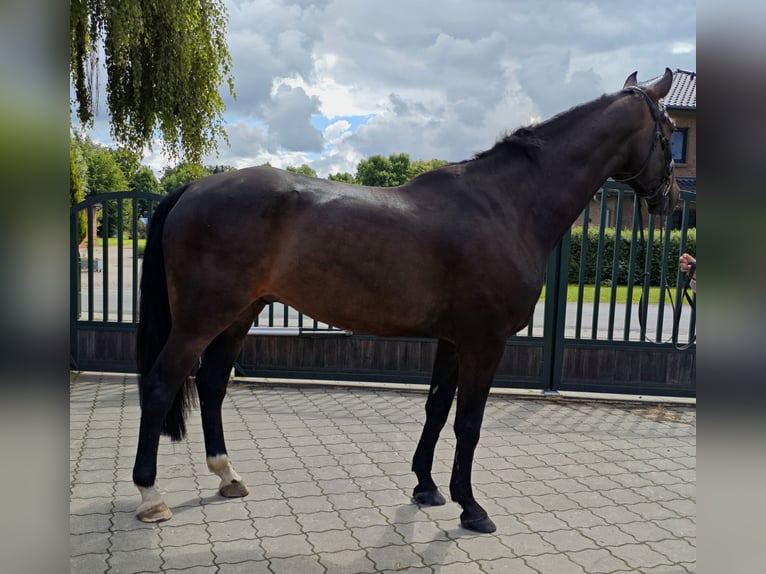 Hannoveraan Hengst 7 Jaar 180 cm Donkerbruin in Brest
