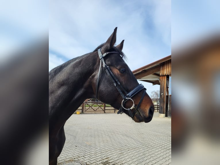 Hannoveraan Hengst 7 Jaar Donkerbruin in Bayerisch Gmain