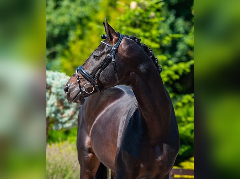 Hannoveraan Hengst 8 Jaar 174 cm Donkerbruin in Pilisj&#xE1;szfalu