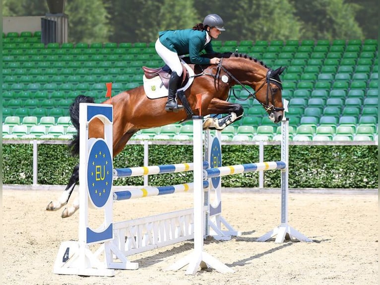 Hannoveraan Hengst Bruin in Moritzburg