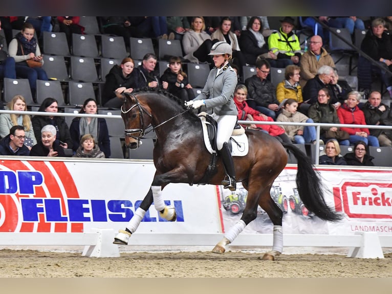 Hannoveraan Hengst Bruin in Adelheidsdorf