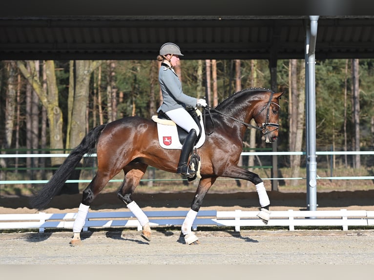 Hannoveraan Hengst Bruin in Adelheidsdorf