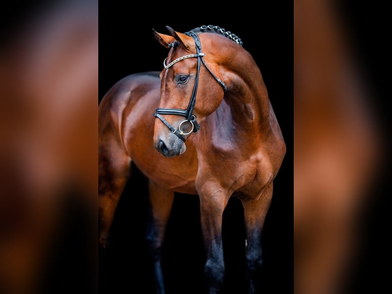 Hannoveraan Hengst Bruin in Adelheidsdorf