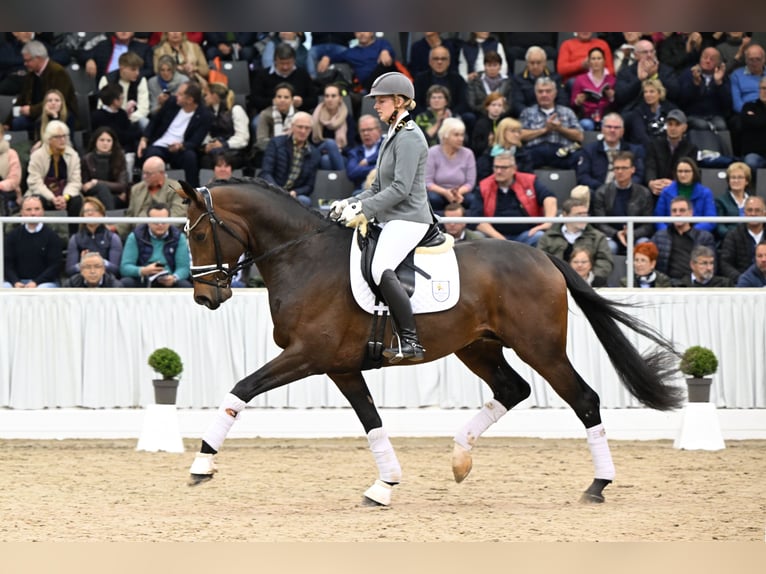 Hannoveraan Hengst Bruin in Adelheidsdorf