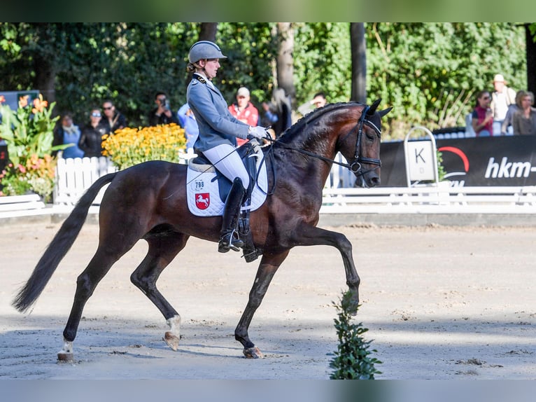 Hannoveraan Hengst Bruin in Adelheidsdorf