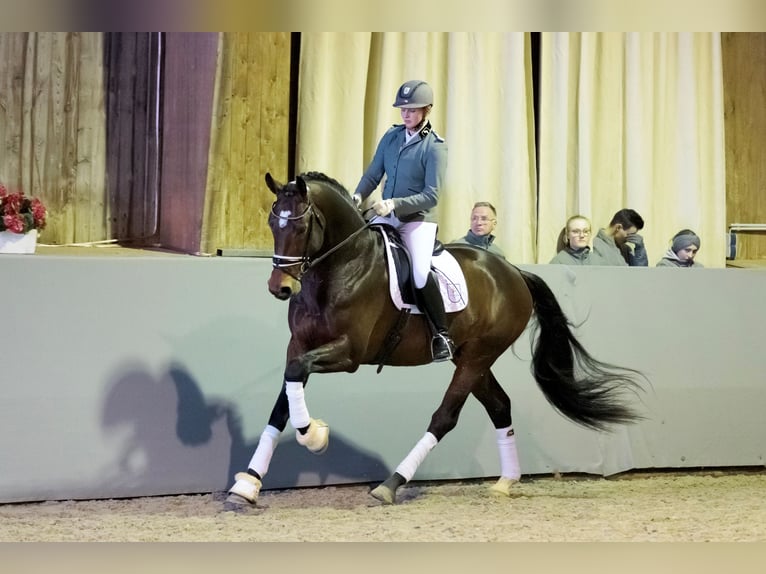 Hannoveraan Hengst Bruin in Adelheidsdorf