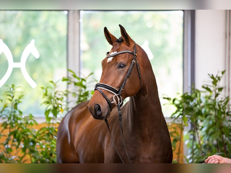 Hannoveraan Hengst Bruin in Adelheidsdorf