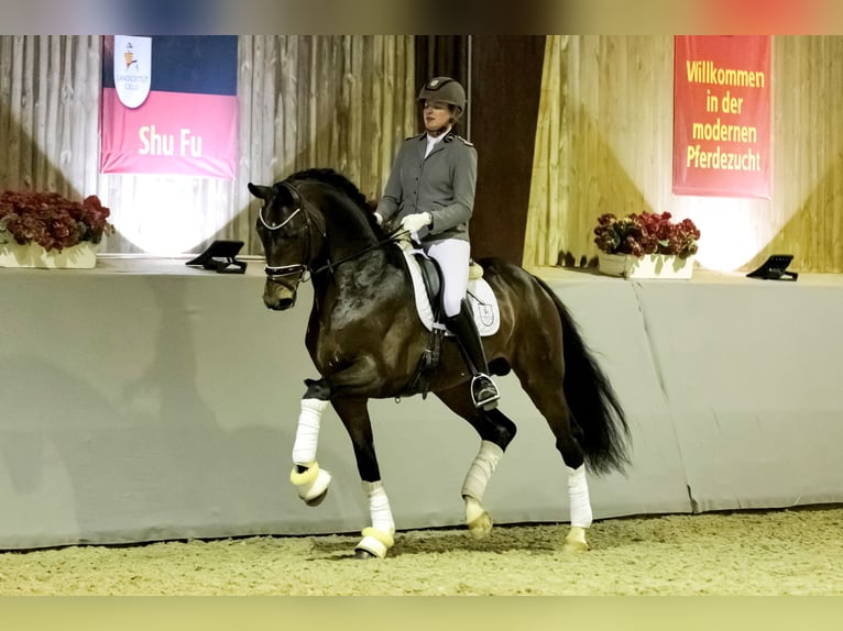 Hannoveraan Hengst Bruin in Adelheidsdorf