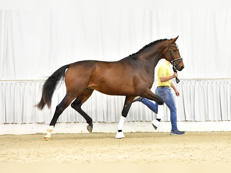 Hannoveraan Hengst Bruin in Adelheidsdorf