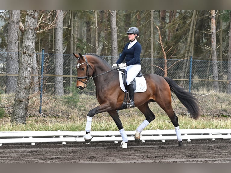 Hannoveraan Hengst Bruin in Adelheidsdorf