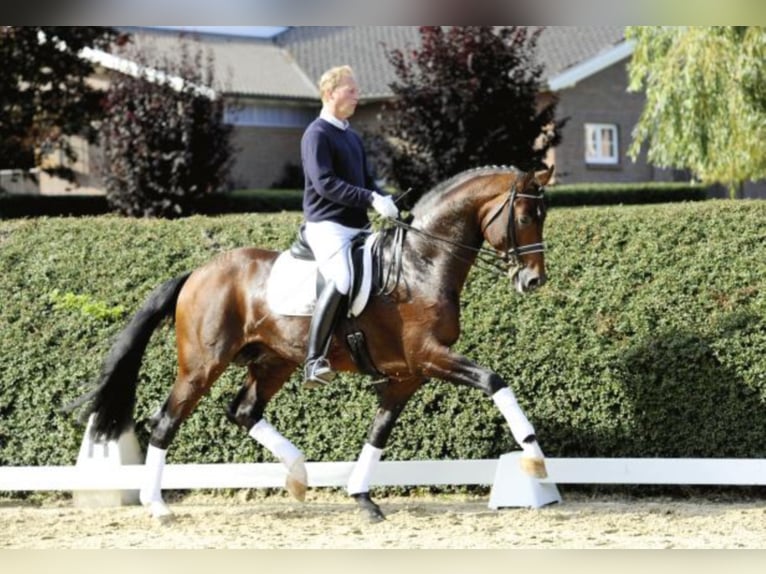 Hannoveraan Hengst Bruin in Celle