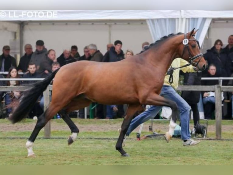 Hannoveraan Hengst Bruin in Celle