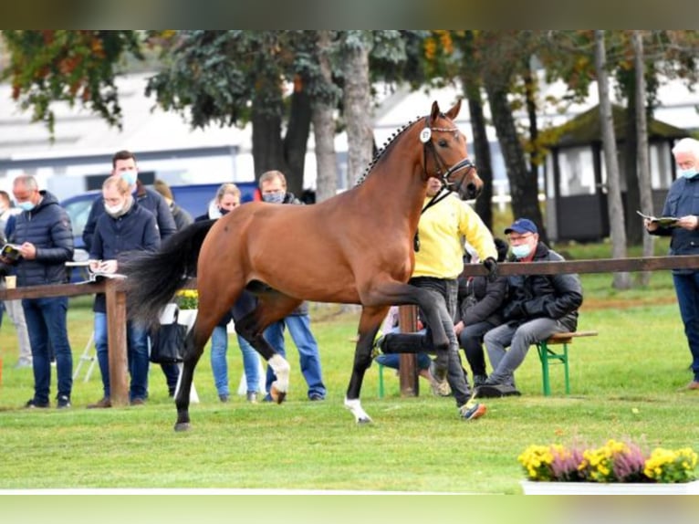 Hannoveraan Hengst Bruin in Celle