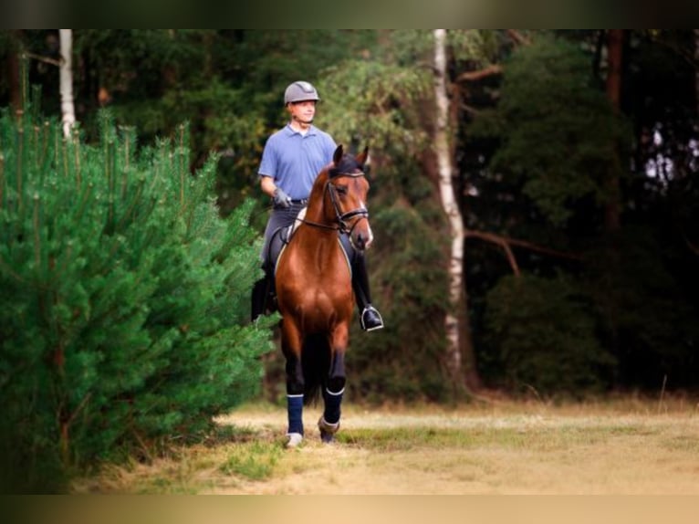 Hannoveraan Hengst Bruin in Celle