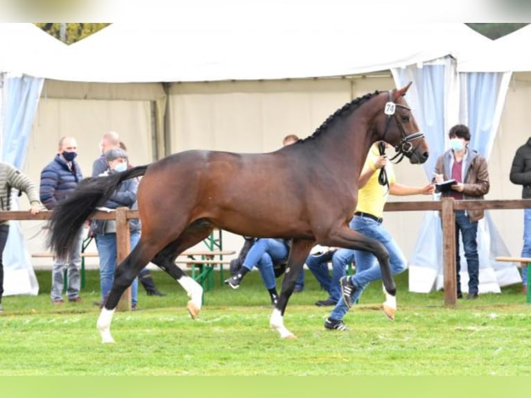 Hannoveraan Hengst Bruin in Celle