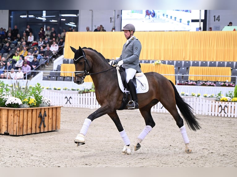 Hannoveraan Hengst Bruin in Celle