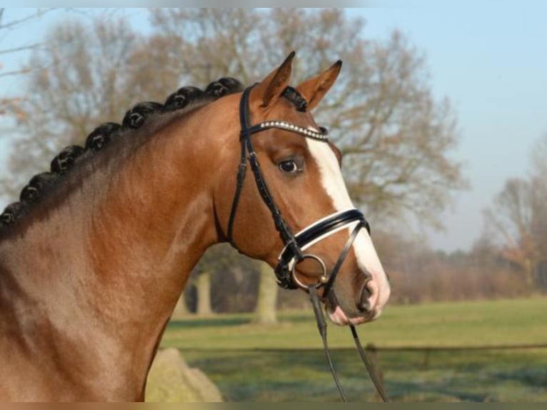 Hannoveraan Hengst Bruin in Celle