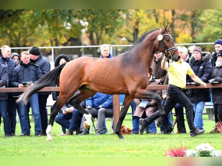 Hannoveraan Hengst Bruin in Celle