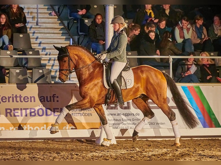 Hannoveraan Hengst Bruin in Celle