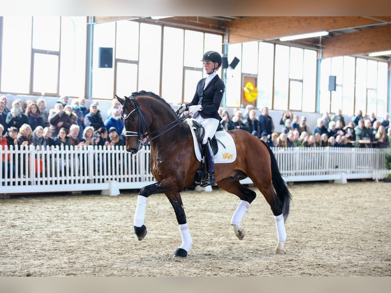 Hannoveraan Hengst Bruin in Celle