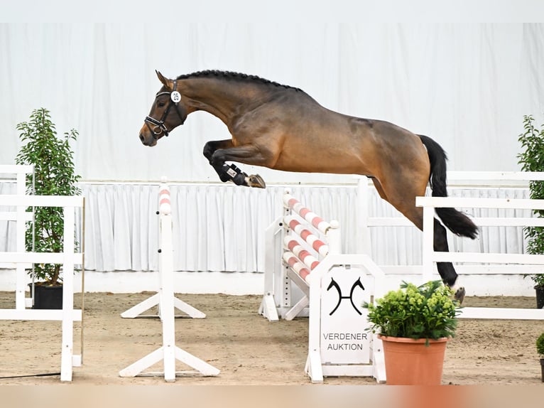 Hannoveraan Hengst Bruin in Adelheidsdorf