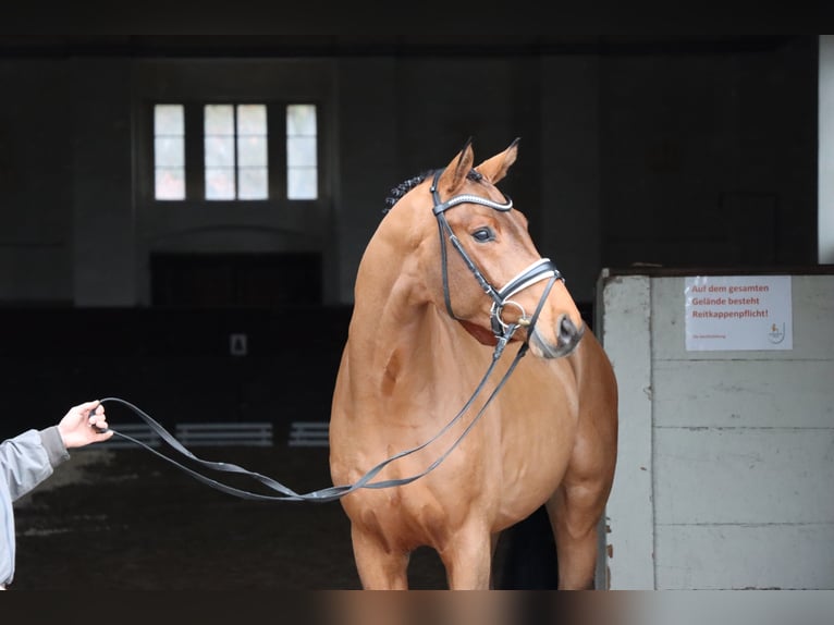 Hannoveraan Hengst Bruin in Adelheidsdorf