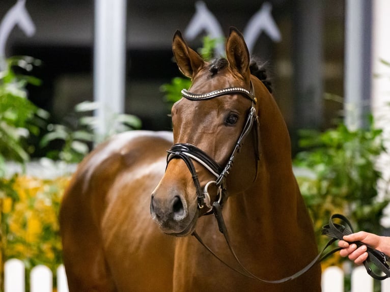 Hannoveraan Hengst Bruin in Adelheidsdorf