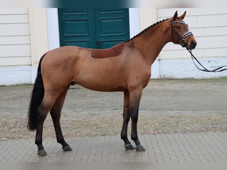 Hannoveraan Hengst Bruin in Adelheidsdorf