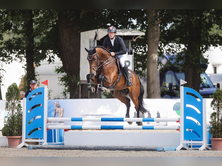 Hannoveraan Hengst Bruin in Lemwerder