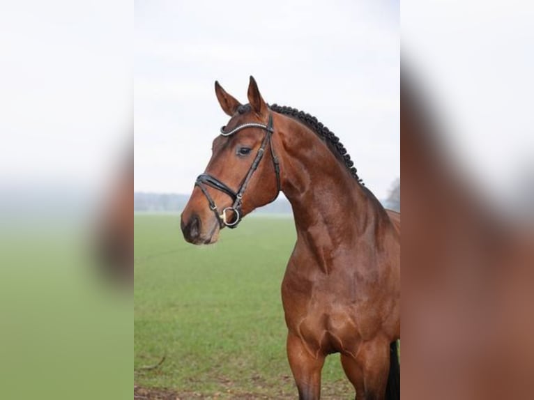 Hannoveraan Hengst Bruin in Löningen