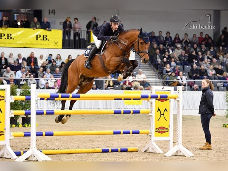 Hannoveraan Hengst Bruin in Riedstadt