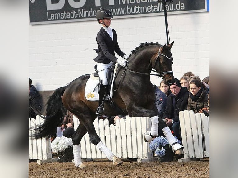 Hannoveraan Hengst Donkerbruin in Celle
