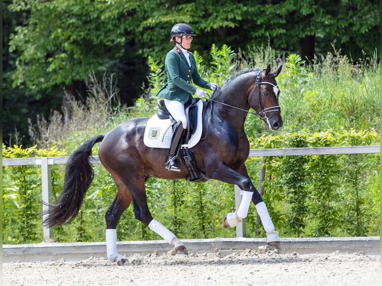 Hannoveraan Hengst Donkerbruin in Moritzburg