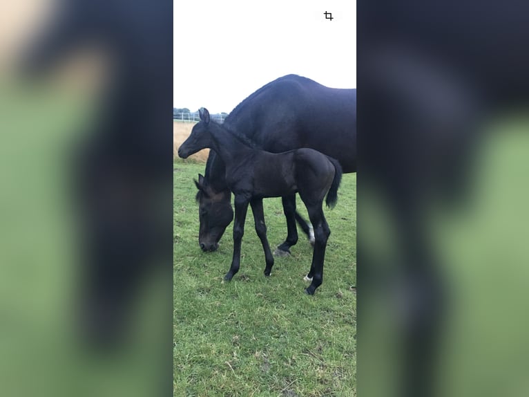 Hannoveraan Hengst Veulen (03/2026) 140 cm Zwartbruin in Ascheberg
