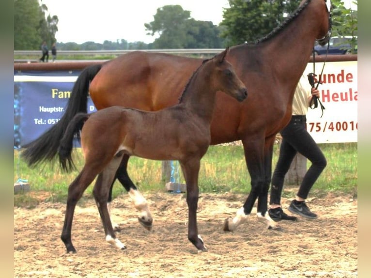 Hannoveraan Hengst veulen (05/2024) 163 cm Donkerbruin in Wolfsburg