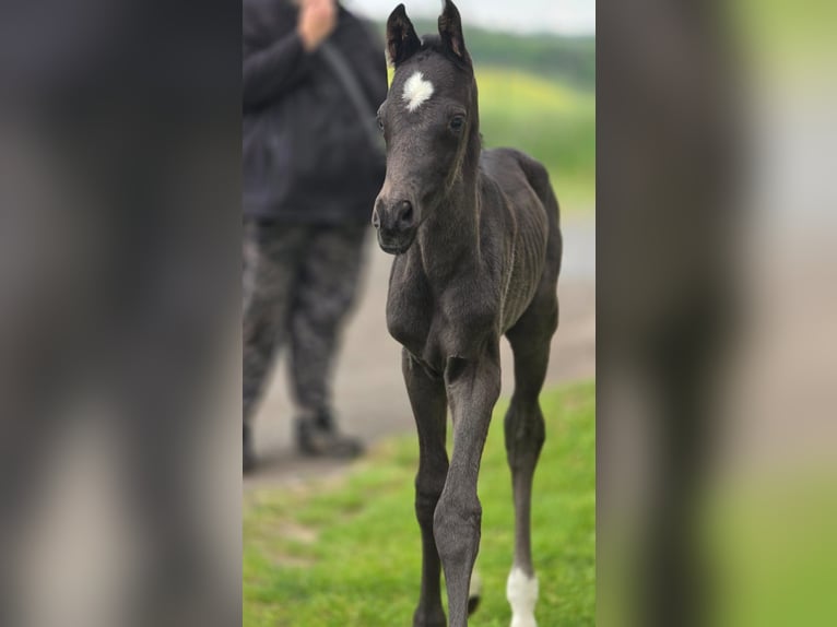 Hannoveraan Hengst Veulen (05/2026) 166 cm Zwart in Gorenzen
