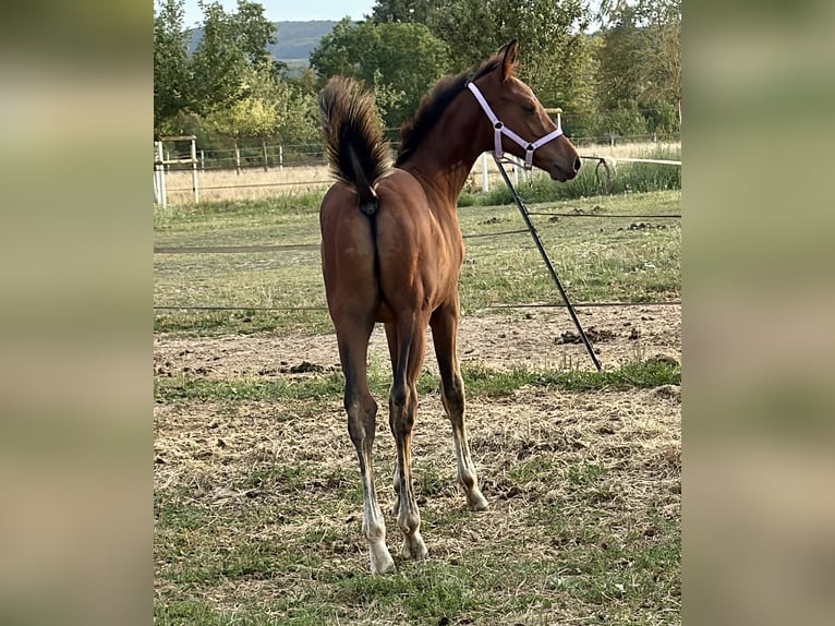 Hannoveraan Hengst Veulen (05/2025) 167 cm Bruin in Hahnst&#xE4;tten