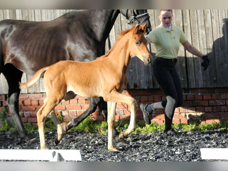 Hannoveraan Hengst veulen (05/2024) 167 cm Vos in Kutenholz