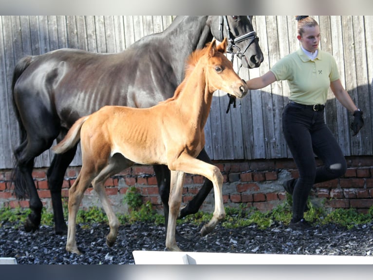 Hannoveraan Hengst veulen (05/2024) 167 cm Vos in Kutenholz