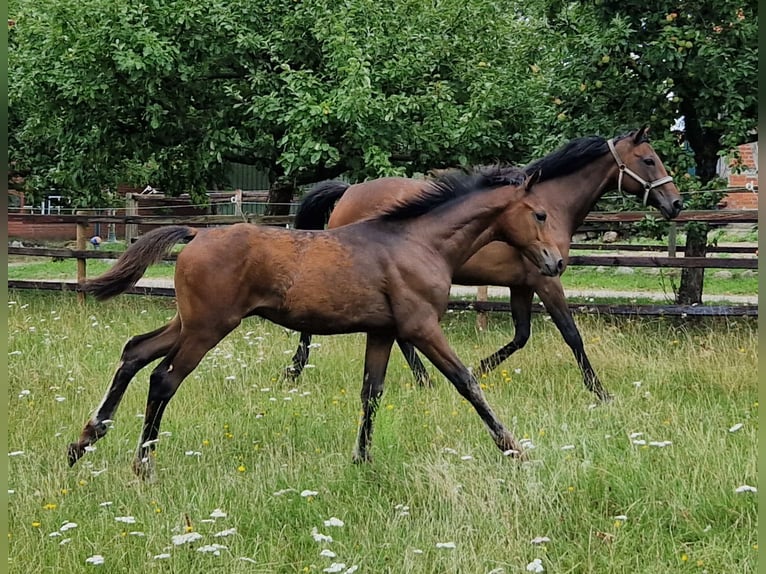 Hannoveraan Hengst Veulen (04/2026) 168 cm Bruin in Reinstorf