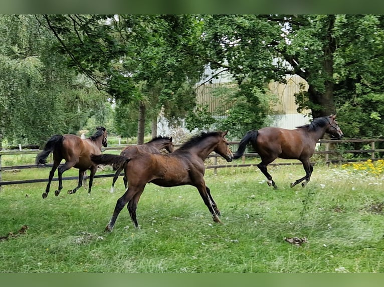 Hannoveraan Hengst Veulen (04/2026) 168 cm Bruin in Reinstorf