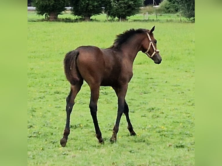 Hannoveraan Hengst Veulen (04/2026) 168 cm Bruin in Reinstorf