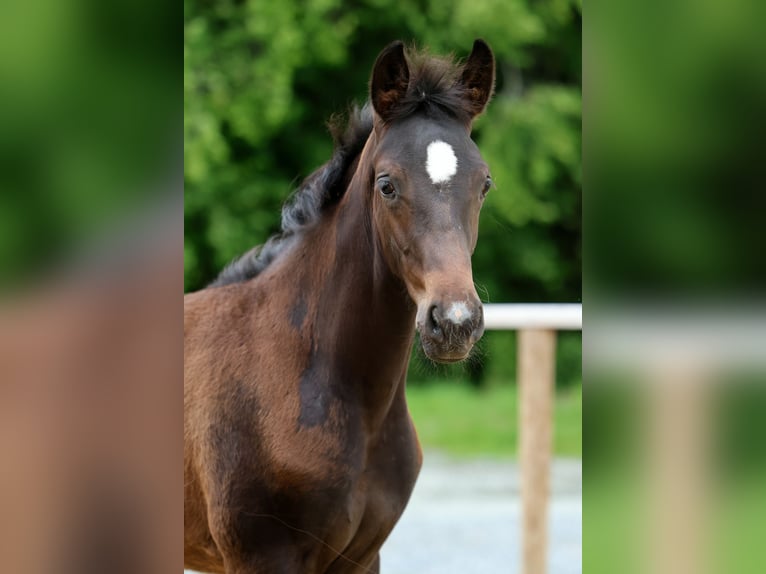 Hannoveraan Hengst Veulen (02/2026) 168 cm Donkerbruin in Kutenholz