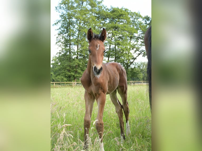 Hannoveraan Hengst veulen (06/2024) 168 cm Donkerbruin in Bremen