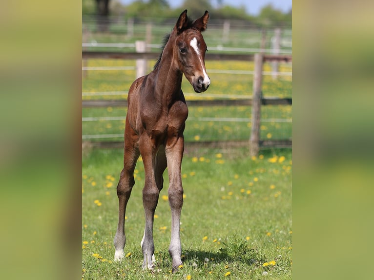 Hannoveraan Hengst Veulen (04/2026) 168 cm Donkerbruin in Isernhagen