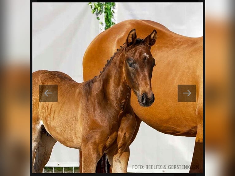 Hannoveraan Hengst  168 cm Donkerbruin in Leezdorf