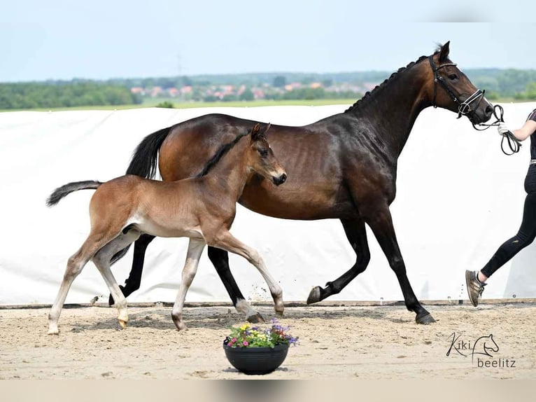 Hannoveraan Hengst  168 cm Donkerbruin in Wolfsburg