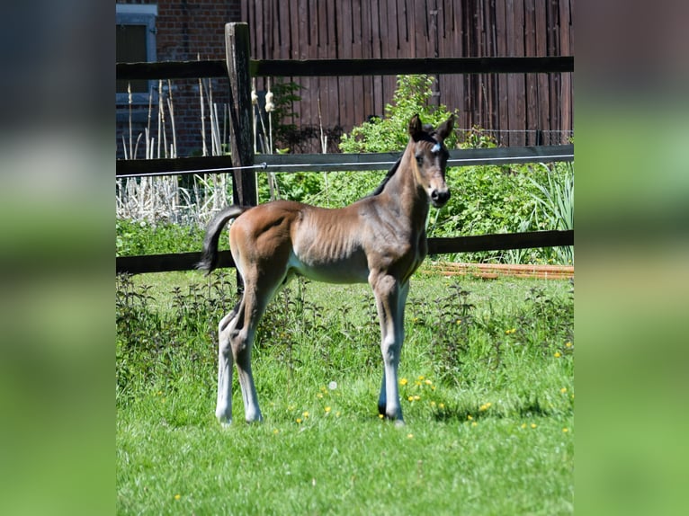 Hannoveraan Hengst  168 cm Donkerbruin in Wolfsburg