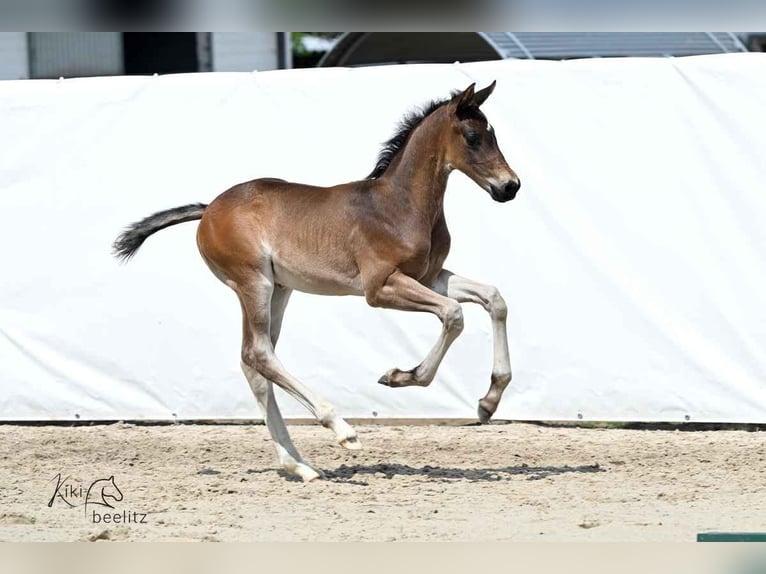 Hannoveraan Hengst  168 cm Donkerbruin in Wolfsburg